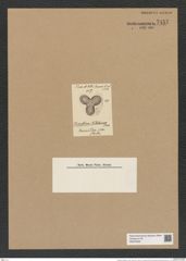 Triceratium wittianum Truan. (de-Toni-Nr.: Genus 140, Species 3981) Zeichnungen Sammlung Grunow Nr. 7457 (NHMW-BOT-W0376550)